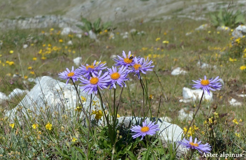 Monte Velino e Monti della Duchessa, le orchidee e la Natura  2024.